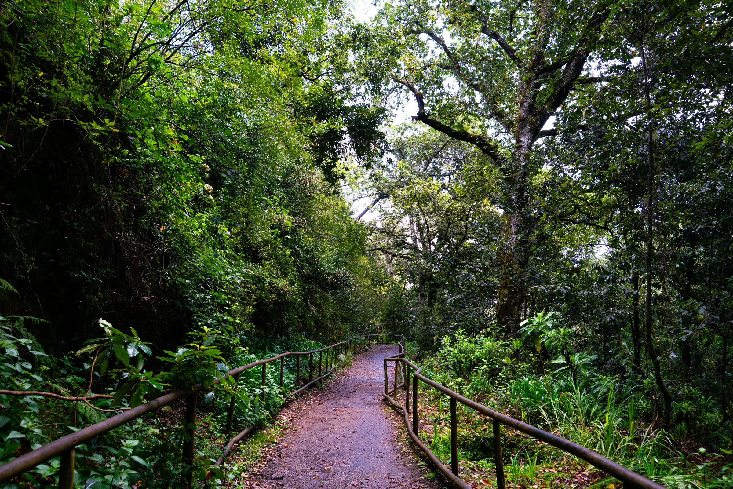 Madeira, photograph 25 of 26, by Sam Rose.