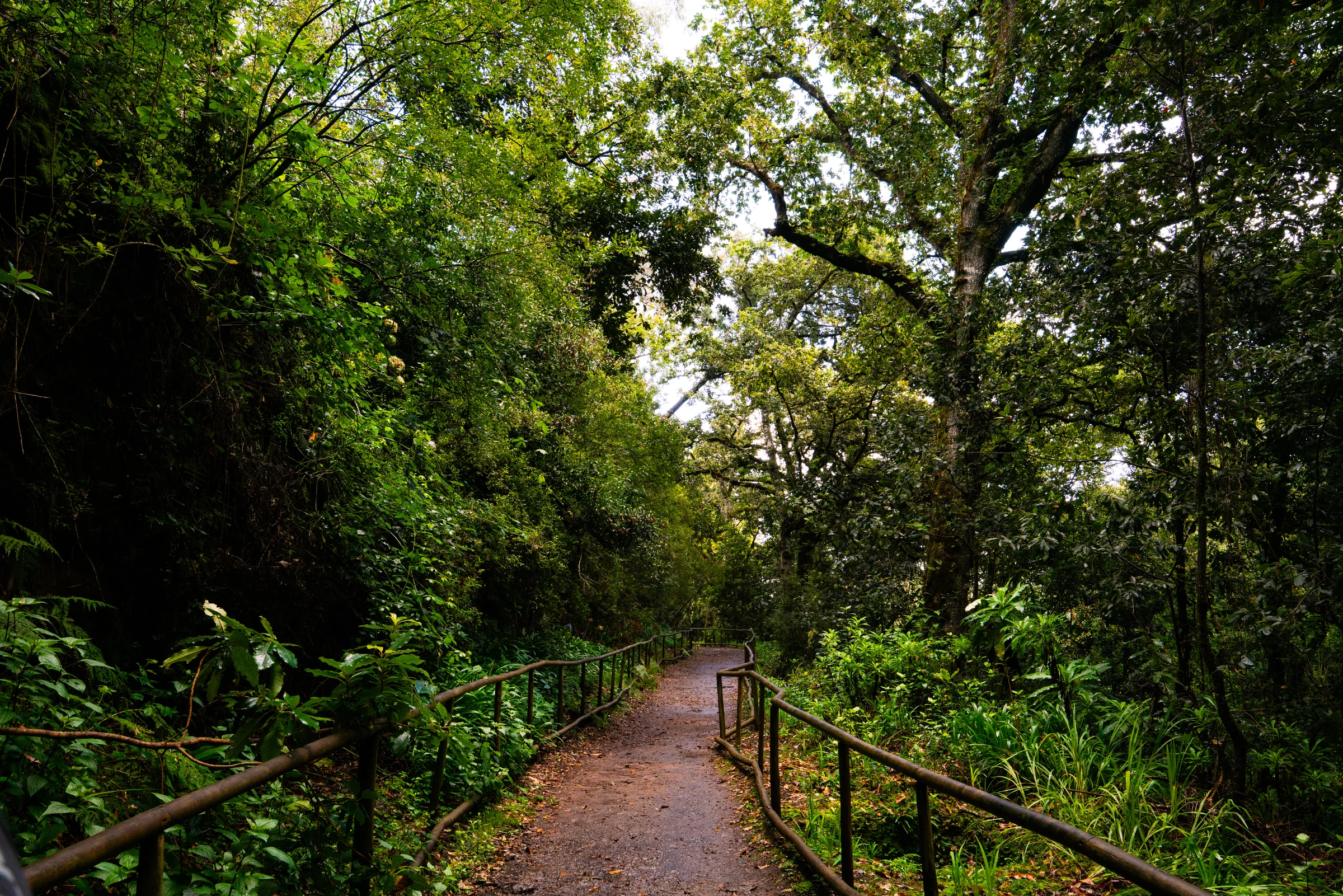 Madeira, photograph 24 of 26, by Sam Rose.