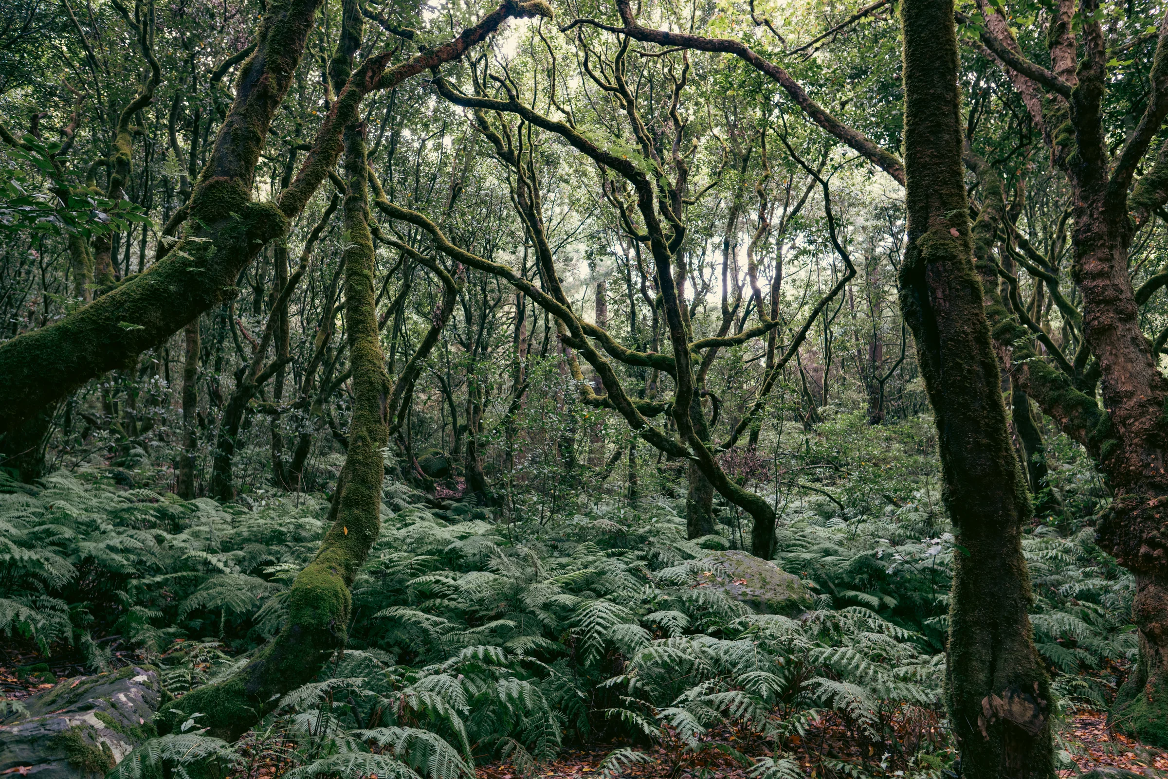 Madeira, photograph 22 of 26, by Sam Rose.