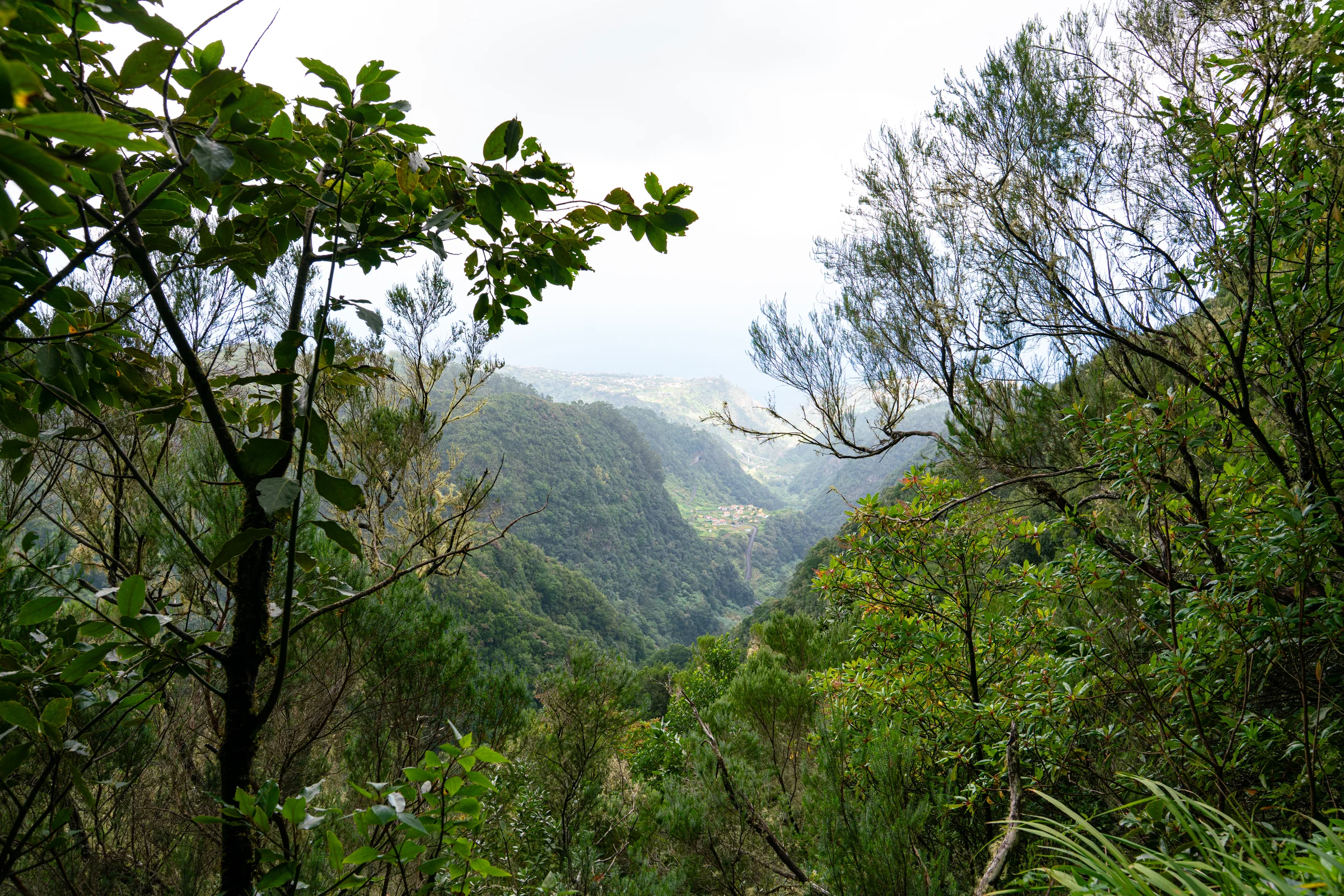 Madeira, photograph 21 of 26, by Sam Rose.