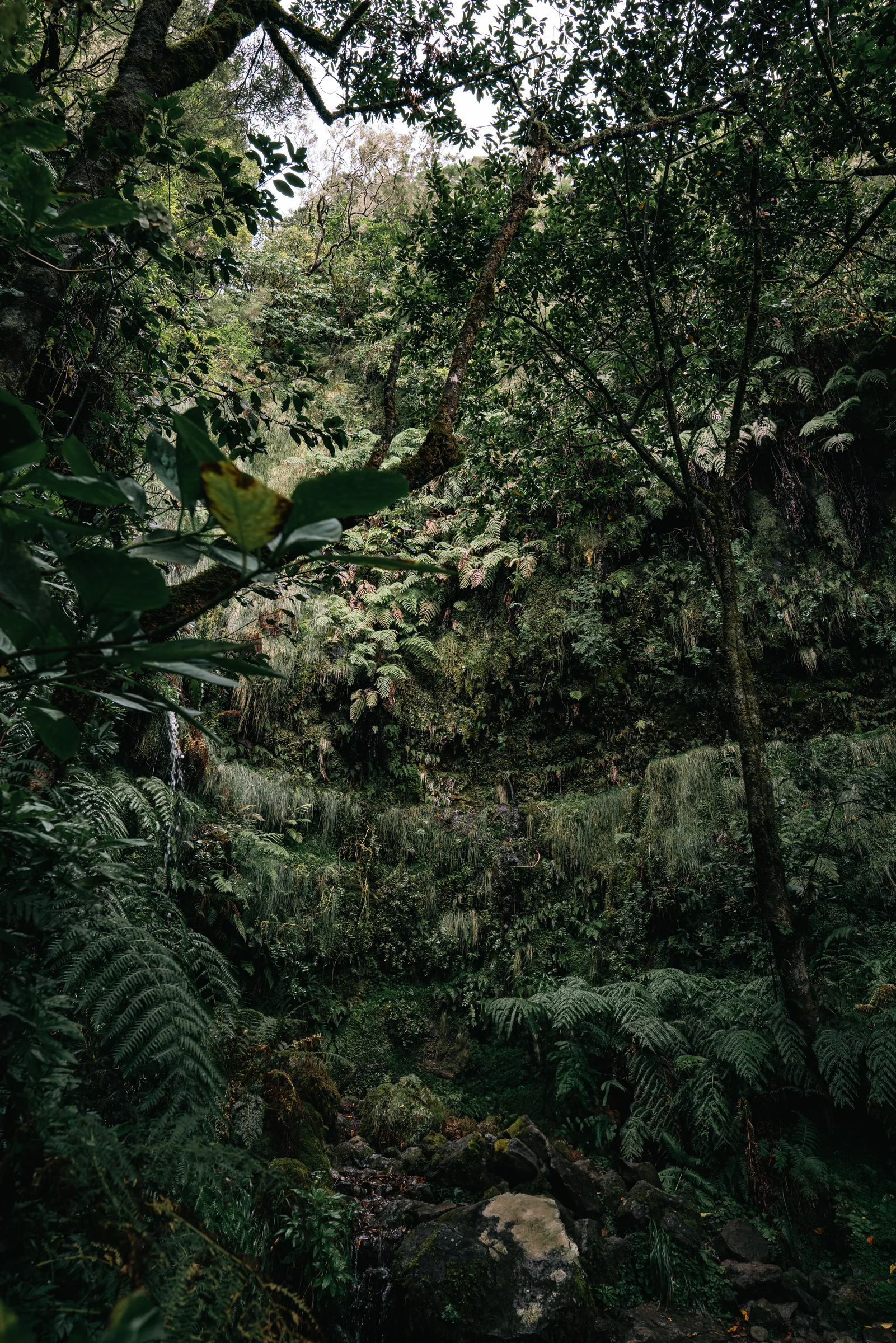 Madeira, photograph 20 of 26, by Sam Rose.