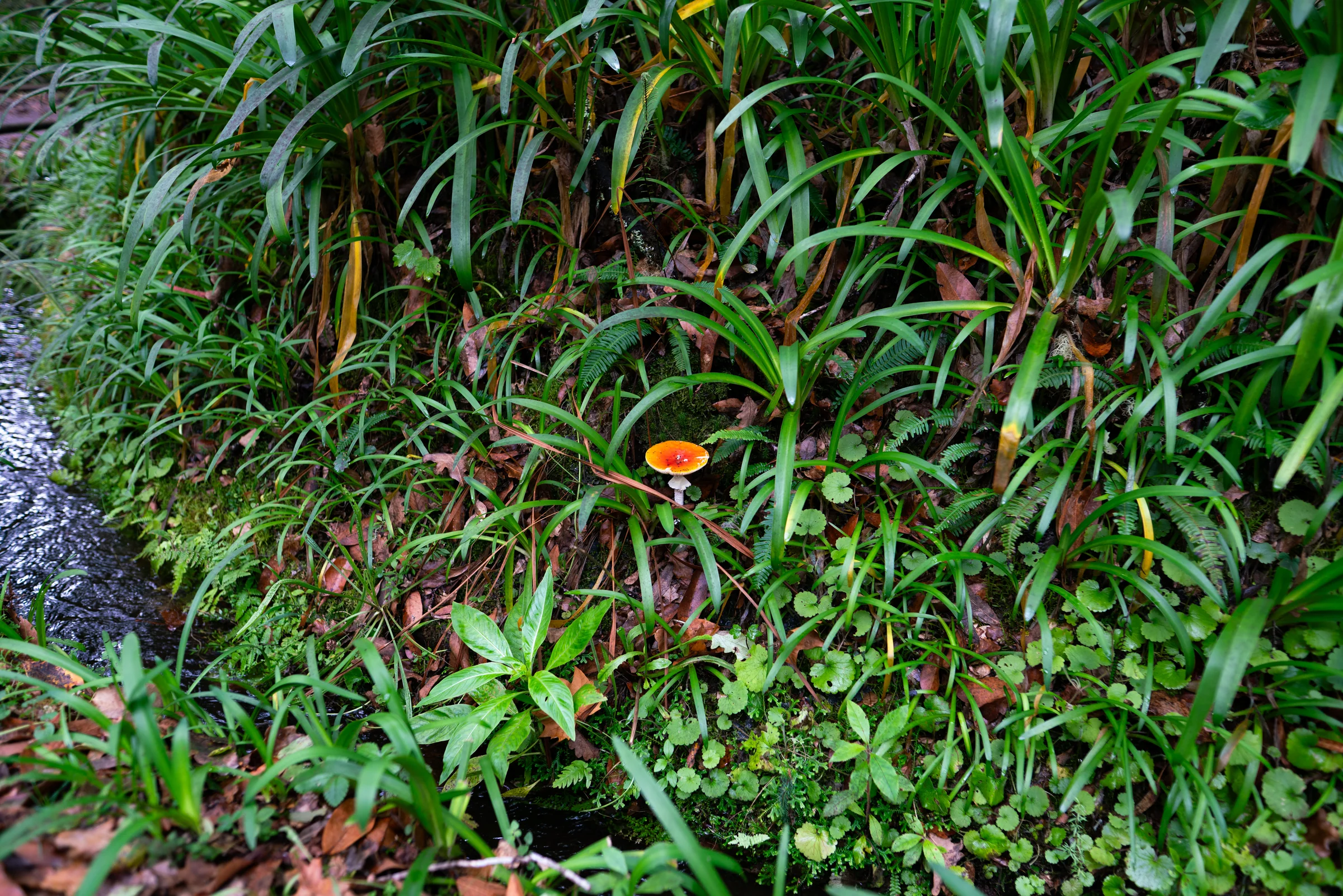 Madeira, photograph 19 of 26, by Sam Rose.