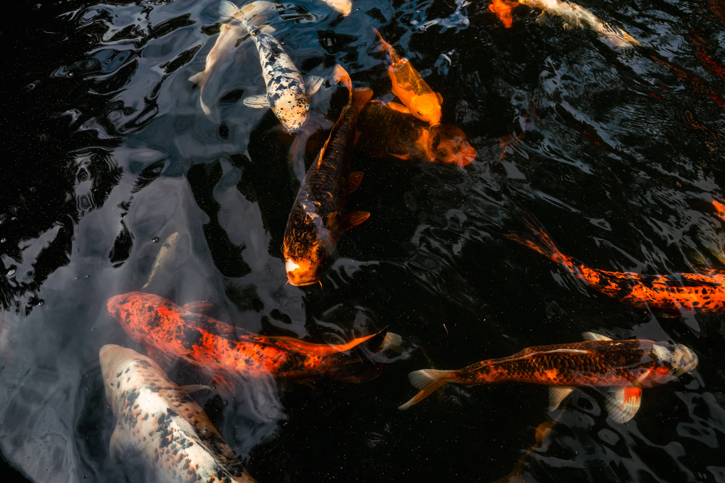 Madeira, photograph 13 of 26, by Sam Rose.