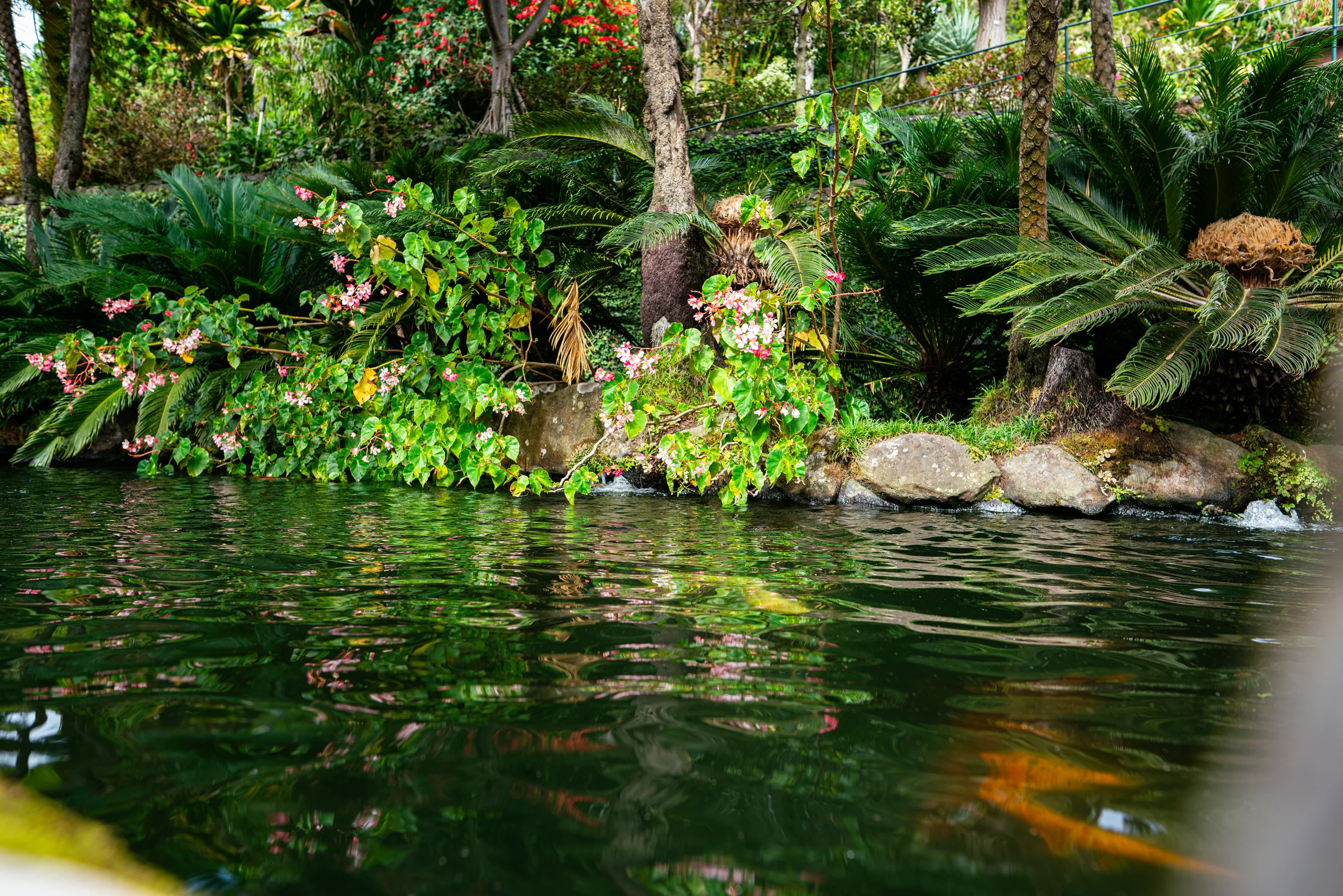 Madeira, photograph 10 of 26, by Sam Rose.
