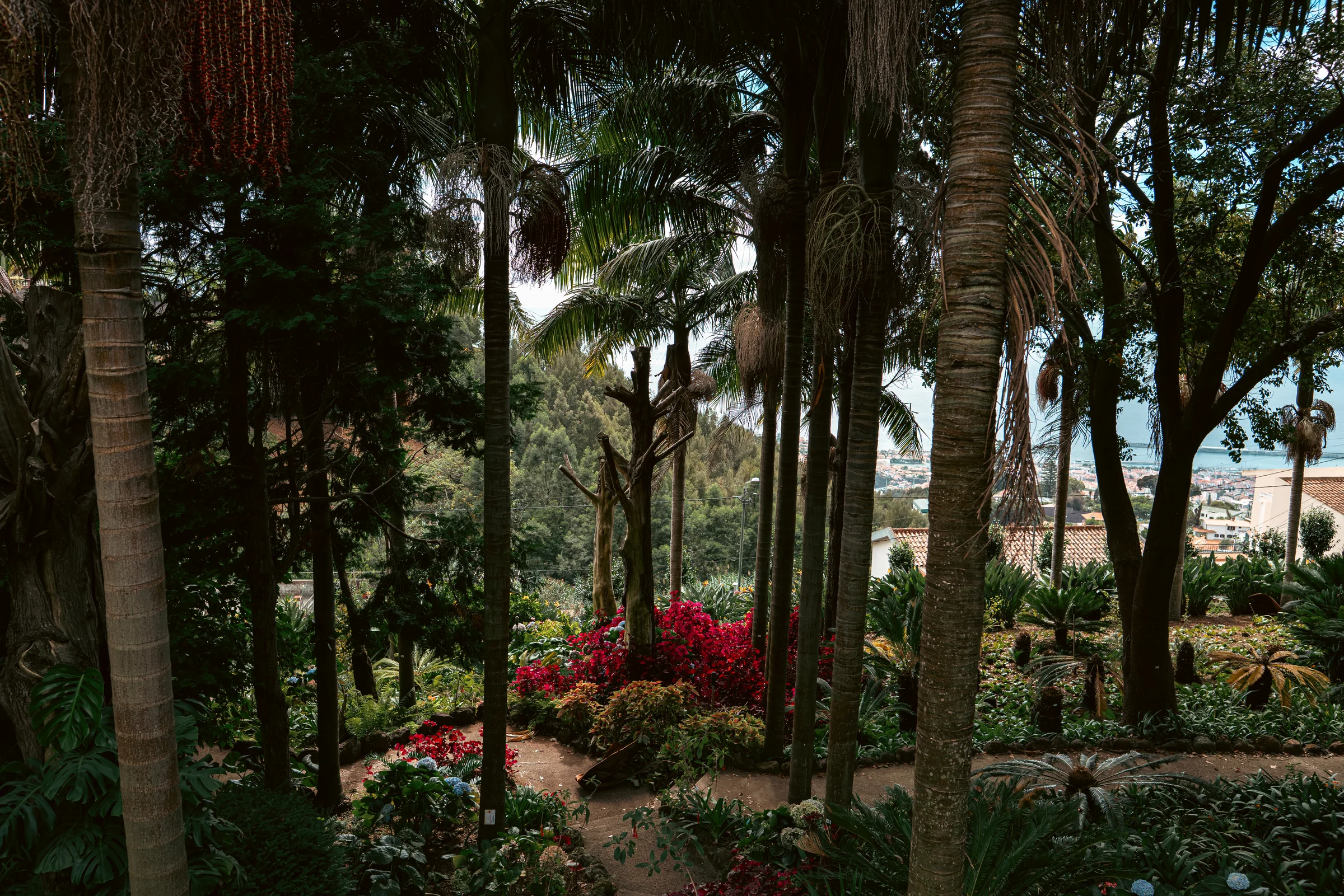 Madeira, photograph 9 of 26, by Sam Rose.