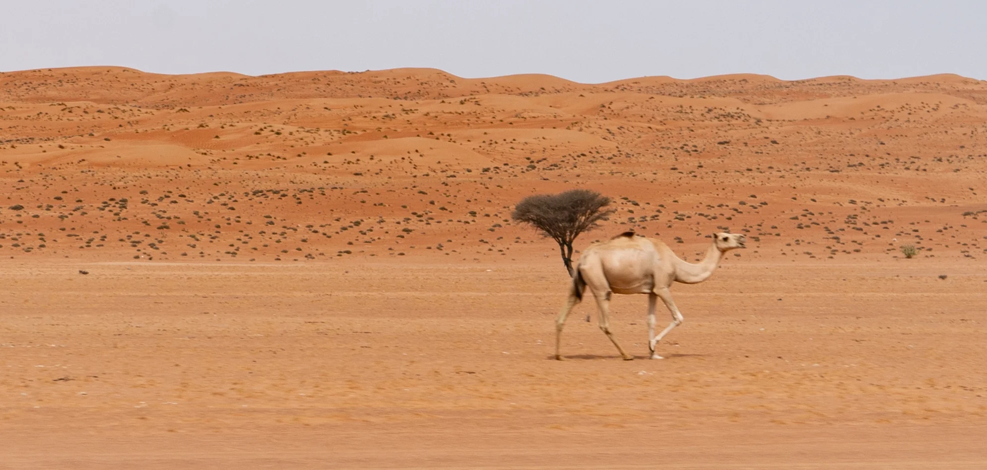 Oman, photograph 5 of 23, by Sam Rose.