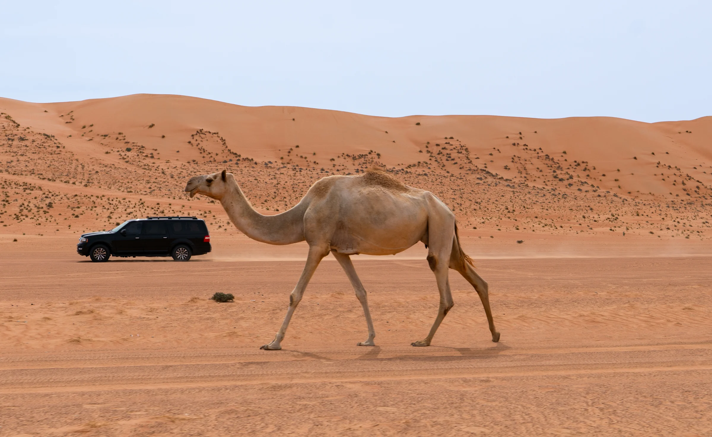 Oman, photograph 4 of 23, by Sam Rose.